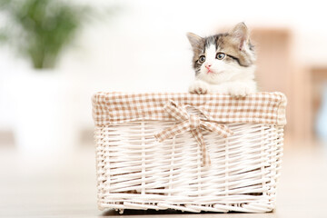 Fototapeta na wymiar Cute kitten sitting in basket