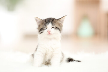 Obraz premium Cute kitten sleeping on white carpet