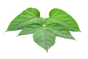 green leaves isolated on white background