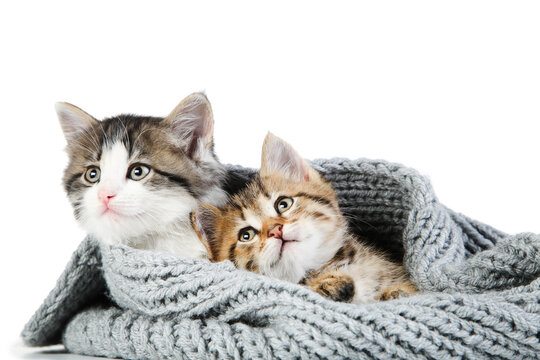 Cute kittens in scarf isolated on white background