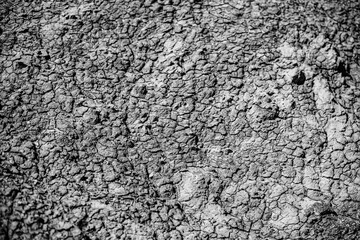 Dinosaur Fossils in the Alberta Badlands