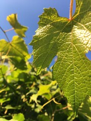 grape vine leaves