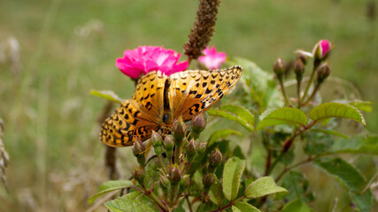 butterfly on flower