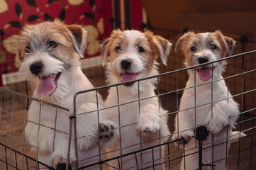 Three small adorable puppies of a Wirehaired Jack Russell Terrier. English hunting dog breed. Kennel of medium-sized companion dogs.