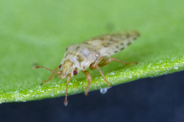 Piesma also Parapiesma quadratum (Piesmidae) called also Beet lace-bug or Beet leaf bug is a true bug, important pest of beet crops, cultivation.
