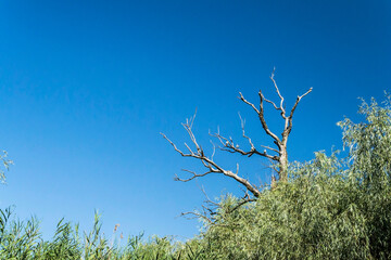 Dry branches of a willow and green and healthy branches on a blue sky background.