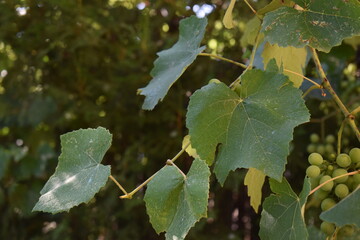 Green leaves of vine