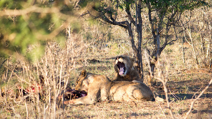 a pair of lions under a tree eating and yawning