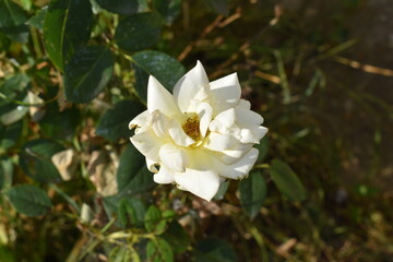 White rose