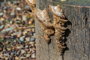 Beautiful beige porous tree fungus Daedalea quercina, commonly known as oak mazegill or maze-gill fungus on gray stump. Blurred background. Selective focus. Concept of idiots for design.