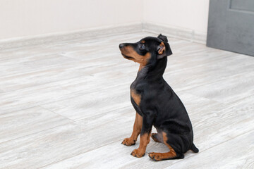 Brown miniature pinscher puppy sitting on a wooden floor at home. Home decorautic small breed of dog