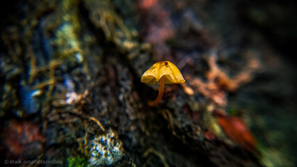 butterfly on the rock