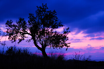 Fototapeta na wymiar Little tree silhouette against the clouds during the twilight after the sunset