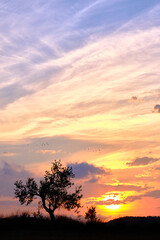 Fototapeta na wymiar Sunset idyllic view of a tree and a cloudy sky