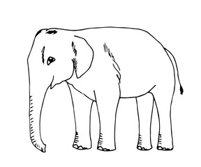 Hand-drawn simple vector illustration in black outline. Big elephant in full growth side view. Wild animal, jungle, safari, zoo, nature. Sketch in ink.