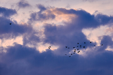Flock of birds flying over the clouds in the sky in a summer evening