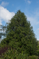 Fototapeta na wymiar Green Foliage of a Variegated Evergreen Conifer Hiba Tree (Thujopsis dolabrata 'Variegata') in a Garden in Rural Devon, England, UK