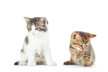 Fototapeta premium Beautiful kittens isolated on white background