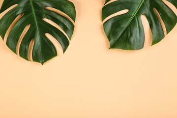 Fototapeta na wymiar Green tropical monstera leafs on beige background