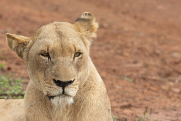 Female Lion in Hlane National Park, Lubombo Province, Eswatini, southern africa