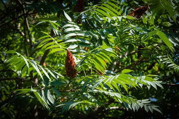 Fototapeta premium Rhus typhina (Staghorn sumac, Anacardiaceae) tree. Close-up. Young green flexible leaves and red candles with seeds on background of green leaves. Fresh wallpaper nature concept. Place for your text.