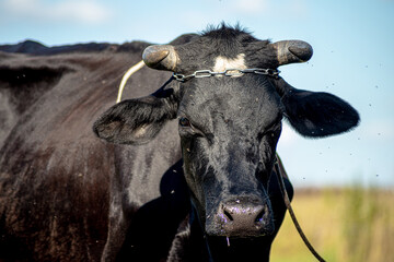 Naklejka premium Cow photoshoot in the fields