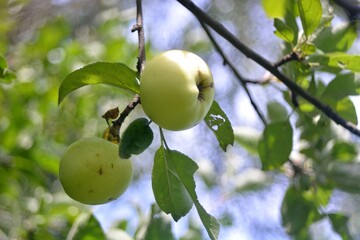 The collection of garden apples.