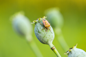The bedbug beetle sits on the green heads of an unripe poppy head with poppies grown for...