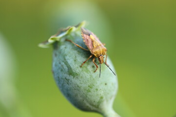 The bedbug beetle sits on the green heads of an unripe poppy head with poppies grown for pharmaceutical purposes or as food for baking.