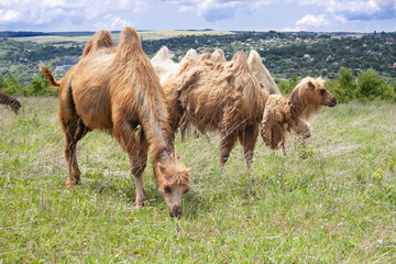 The animals are two-humped camels grazing in a field