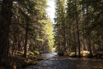 stream in the forest