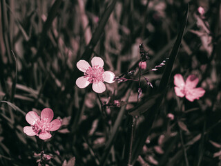 Pink wildflowers, wild flowers of clover in a meadow nature. Natural summer background with wild flowers of clover in the meadow in the morning sun rays close-up with soft blurred focus.
