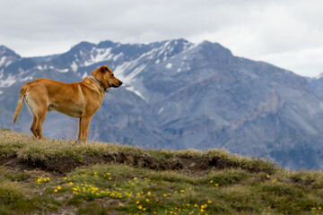 dog on the mountain