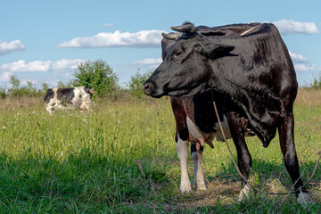 Cow photoshoot in the fields