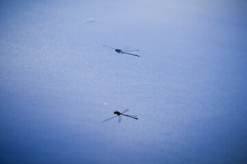 dragonfly over water, dragonfly reflected in water