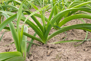 leeks onions on the bed. the concept of growing farm products or kitchen garden