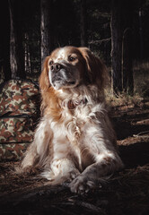 simpático Spaniel breton posa tumbado en un bosque al lado de una mochila militar mirando hacia a un lado.