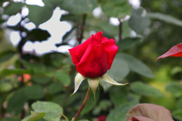 Rose, Rosenknospe, Rosenblüte