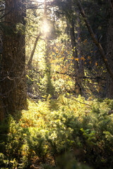 sun rays in the forest