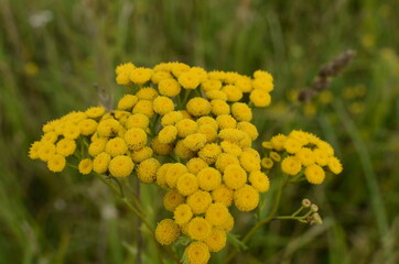 yellow flowers