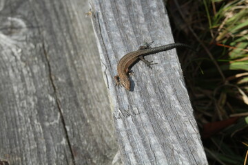 a lizard (Lacertidae) in the sun