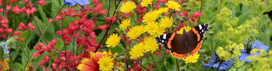 Fototapeta premium Schmetterling 719