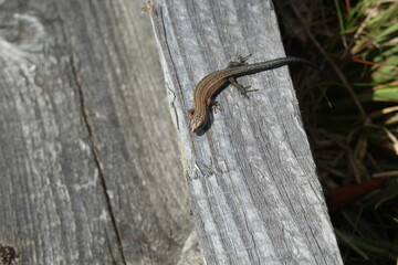 a lizard (Lacertidae) in the sun