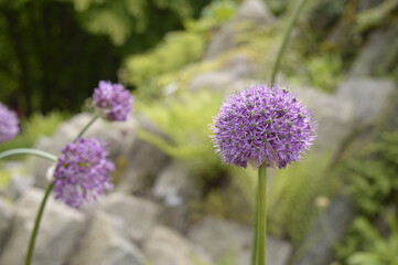 Closeup Allium altissimum known as decorative garlic with blurred background in garden