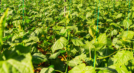 Obraz premium The rows of young beans growing in the greenhouse 