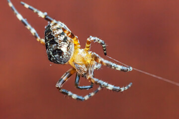 Arachnophobia fear of spider bite concept. Macro close up spider on cobweb spider web on blurred brown background. Life of insects. Horror scary frightening banner for halloween