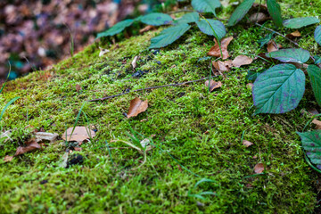 Forest floor with dense moss lichen and other flora and fauna spring cycle of nature biotope vegetation light care health impurities natural cosmetics moisturizing