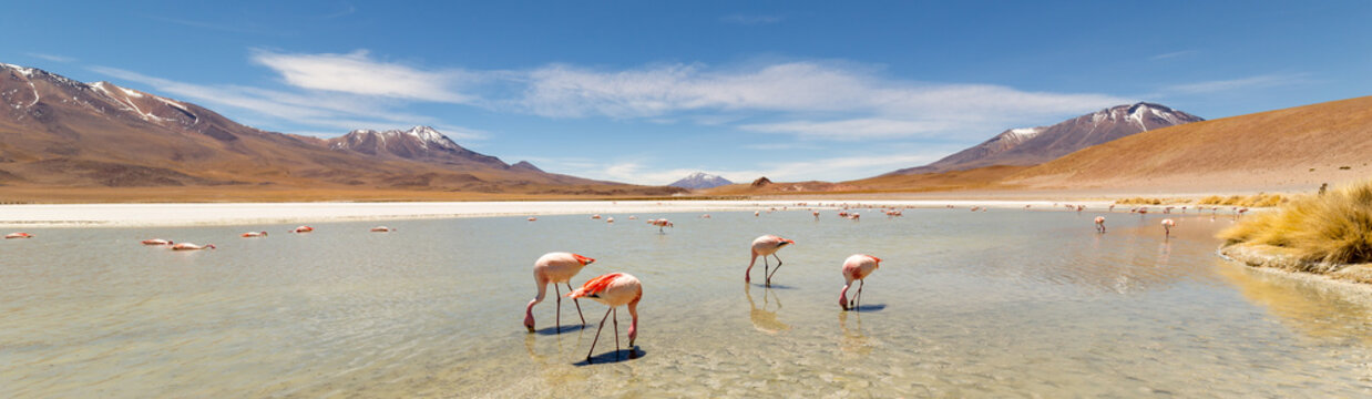 Pink flamingos at Hedionda Lagoon, in Bolivia