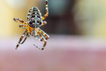 Arachnophobia fear of spider bite concept. Macro close up spider on cobweb spider web on natural blurred background. Life of insects. Horror scary frightening banner for halloween