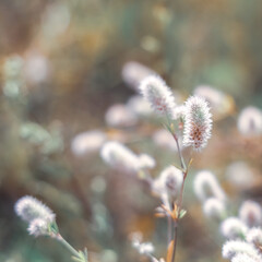 Soft little wildflowers closeup, abstract floral background, soft focus, beautiful fresh meadow, background little flowers, soft light background